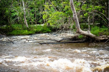 River flowing through dense forest. Rural area of the city of Valenca, Bahia.