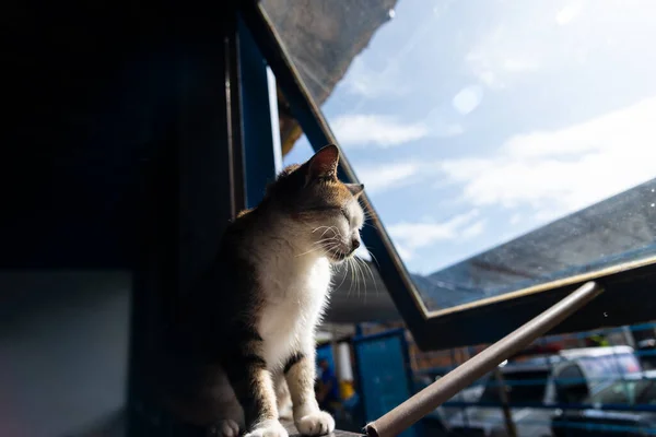 Gatto Curioso Che Guarda Fuori Dalla Finestra Adorabile Tranquillo Animale — Foto Stock