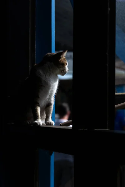 Nyfiken Katt Tittar Genom Fönstret Bedårande Och Fridfullt Husdjur — Stockfoto