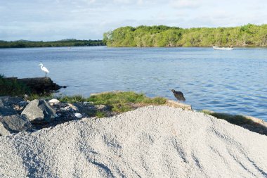 A black vulture and a white heron standing by the riverside. River Una in Valenca, Bahia.
