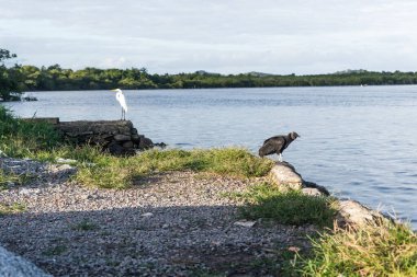 A black vulture and a white heron standing by the riverside. River Una in Valenca, Bahia.