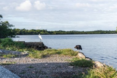 A black vulture and a white heron standing by the riverside. River Una in Valenca, Bahia.