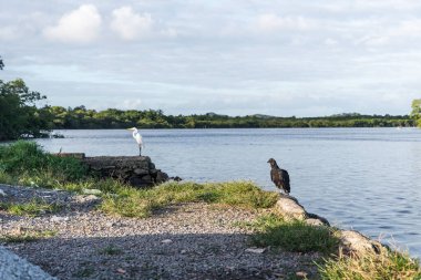 A black vulture and a white heron standing by the riverside. River Una in Valenca, Bahia.