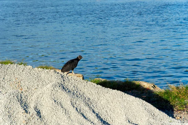 Black Vulture Standing Riverbank River Una Valenca Bahia — ストック写真