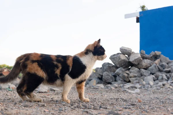 An attentive tabby cat on the sand and concrete street. City of Valenca, Bahia.