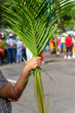 Salvador, Bahia, Brezilya - Abril 02, 2023: Katolikler, Salvador, Bahia 'daki Palm Sunday geçit töreni için palmiye dalları topluyor.