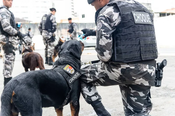 ブラジルのバヒア州サルバドール 2022年9月7日 バヒアの軍事警察の兵士と犬は停止し サルバドール市で ブラジル独立の日のパレードの開始を待っています — ストック写真
