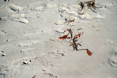 Bitkileri ve kuru dalları olan beyaz kumsal kumu. Guaibim Plajı, Valenca, Bahia.