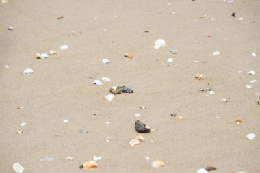 Bahia 'nın Valenca kentindeki Guaibim plajında çakıl taşları ve deniz kabukları..