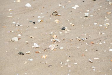Bahia 'nın Valenca kentindeki Guaibim plajında çakıl taşları ve deniz kabukları..