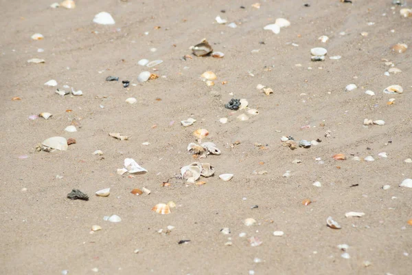 Kieselsteine Und Muscheln Sand Des Strandes Von Guaibim Der Touristenstadt — Stockfoto