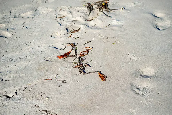 Weißer Sand Strand Mit Pflanzenstücken Und Trockenen Ästen Strand Von — Stockfoto