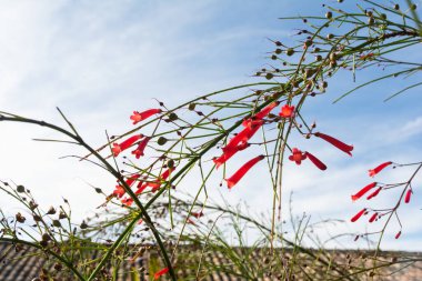 Bahçedeki kırmızı renkli kır çiçeği. Penstemon santrifolius. Botanik. Çevre. Mavi gökyüzüne karşı