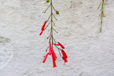 Bahçedeki kırmızı renkli kır çiçeği. Penstemon santrifolius. Botanik. Çevre. Beyaz duvara yaslan.