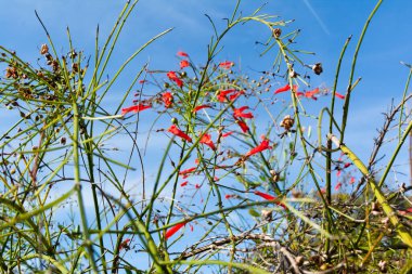 Kızıl kır çiçeği. Penstemon santrifolius. Botanik. Çevre. Mavi gökyüzüne karşı