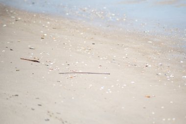 Bahia 'nın Valenca kentindeki Guaibim plajında çakıl taşları ve deniz kabukları..