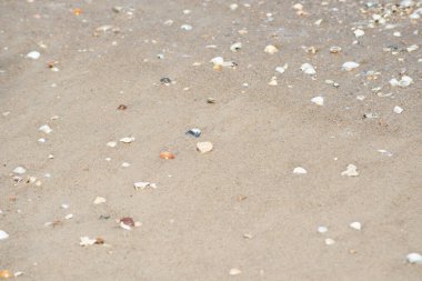 Bahia 'nın Valenca kentindeki Guaibim plajında çakıl taşları ve deniz kabukları..