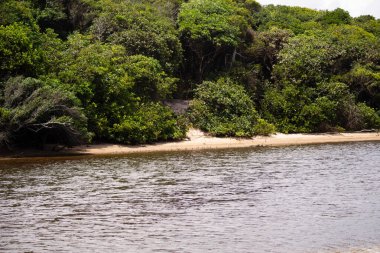 Guaibinzinho nehrinin kıyısında, Valenca, Bahia 'nın turistik kasabasında bitki örtüsü ve orman var..