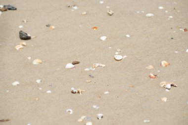 Bahia 'nın Valenca kentindeki Guaibim plajında çakıl taşları ve deniz kabukları..