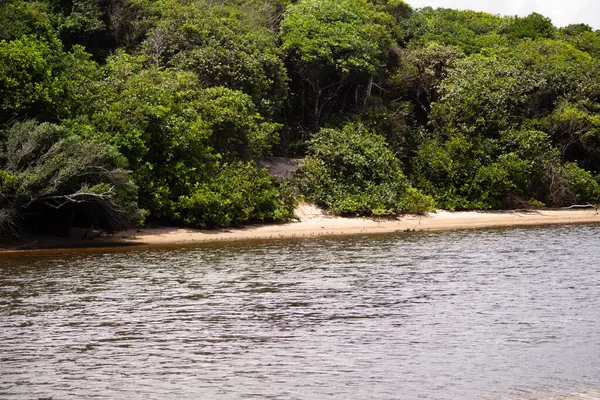 Vegetação Floresta Nas Margens Rio Guaibinzinho Localidade Turística Valenca Bahia — Fotografia de Stock