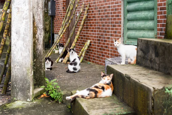 Egy Csapat Éhes Hajléktalan Kóbor Macska Állatvédelem Örökbefogadás — Stock Fotó