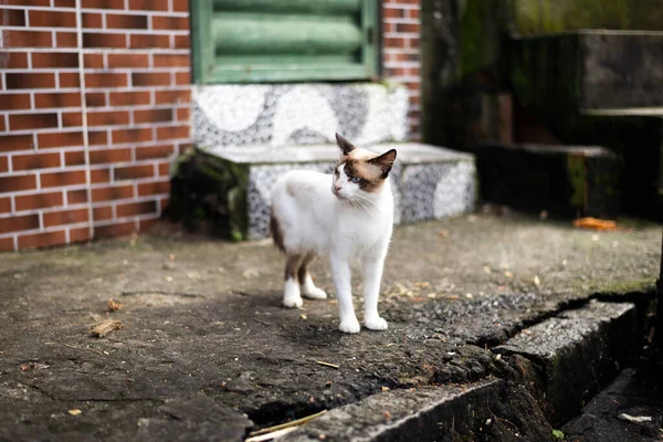 Roztomilá Rozkošná Kočka Zemi Sledující Pohyb Ulici Koncepce Ochrany Zvířat — Stock fotografie