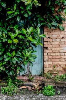 Ağacın yeşil bitkileriyle kaplı bir evin ön cephesi. Çevre koruma kavramı