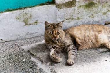 Yerde gözleri kapalı, kahverengi bir tekir kedi yatıyordu. Terk edilmiş kedi. Pelourinho, Brezilya.