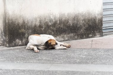 Beyazlı bir köpek sokakta kaldırımda yatıyor. Terk edilmiş ve aç bir köpek. Pelourinho, Brezilya.