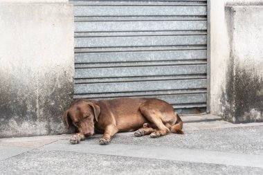 Kahverengi renkli bir köpek sokakta bir kaldırımda uyuyor. Terk edilmiş ve aç bir köpek. Pelourinho, Brezilya.