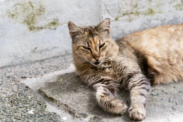 Caddede yerde uzanmış kameraya bakan kahverengi bir kedi. Terk edilmiş kedi. Pelourinho, Brezilya.