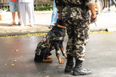 Salvador, Bahia, Brezilya - 07 Eylül 2022: Brezilya 'nın bağımsızlık yürüyüşü sırasında askeri polis köpekleri görüldü.