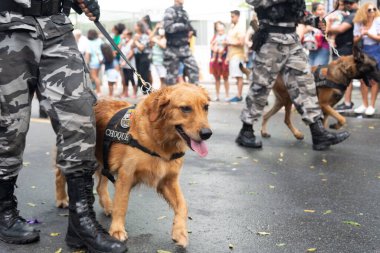 Salvador, Bahia, Brezilya - 07 Eylül 2022: Brezilya 'nın bağımsızlık yürüyüşü sırasında askeri polis köpekleri görüldü.