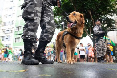 Salvador, Bahia, Brezilya - 07 Eylül 2022: Brezilya 'nın bağımsızlık yürüyüşü sırasında askeri polis köpekleri görüldü.