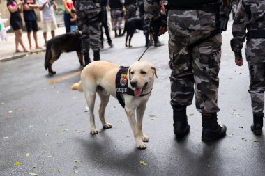 Salvador, Bahia, Brezilya - 07 Eylül 2022: Brezilya 'nın bağımsızlık yürüyüşü sırasında askeri polis köpekleri görüldü.