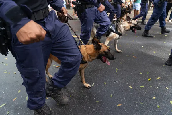 Salvador, Bahia, Brezilya - 07 Eylül 2022: Brezilya 'nın Salvador kentinde düzenlenen bağımsızlık gününde belediye muhafızları köpeklerle geçit töreni yaparken görüldü.