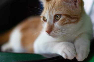 Güzel ve tüylü bir tekir kedinin portresi. Yiyeceklere dikkat et, hayvan bakımı.
