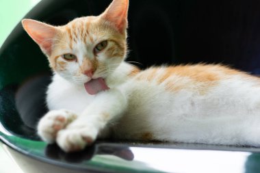 Sarı ve beyaz tekir kedi kendi kürkünü yalıyor. Hayvan bakımı. Evcil kedi..