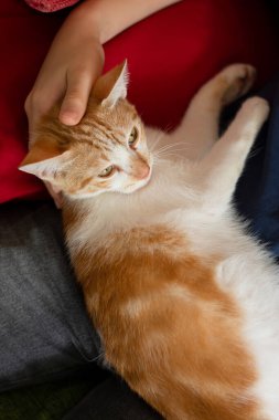 Güzel tekir kedi yavrusu, insanını okşamaktan zevk alıyor. Erkek eli kedi elini okşuyor, yakın plan. Evcil hayvanlar.