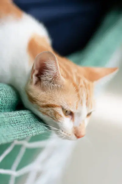 Retrato Cerca Hermoso Esponjoso Gato Tabby Mirando Hacia Adelante Atención — Foto de Stock