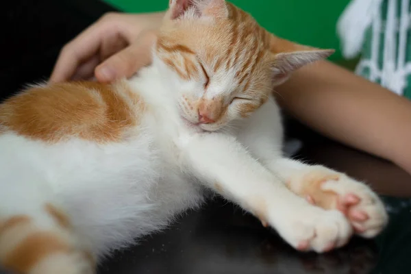 Amarillo Blanco Gato Tabby Lamiendo Propia Piel Cuidado Animales Gato — Foto de Stock
