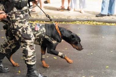Salvador, Bahia, Brezilya - 07 Eylül 2022: Brezilya 'nın bağımsızlık yürüyüşü sırasında askeri polis köpekleri görüldü.