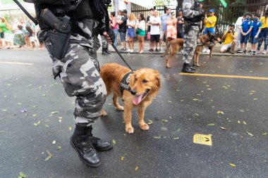 Salvador, Bahia, Brezilya - 07 Eylül 2022: Brezilya 'nın bağımsızlık yürüyüşü sırasında askeri polis köpekleri görüldü.