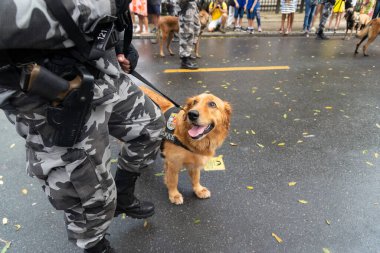 Salvador, Bahia, Brezilya - 07 Eylül 2022: Brezilya 'nın bağımsızlık yürüyüşü sırasında askeri polis köpekleri görüldü.