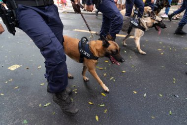 Salvador, Bahia, Brezilya - 07 Eylül 2022: Brezilya 'nın Salvador kentinde düzenlenen bağımsızlık gününde belediye muhafızları köpeklerle geçit töreni yaparken görüldü.