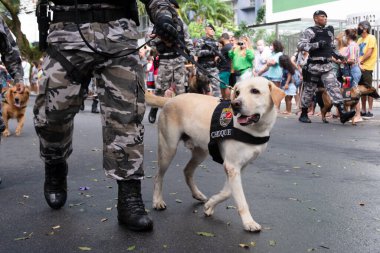 Salvador, Bahia, Brezilya - 07 Eylül 2022: Brezilya 'nın bağımsızlık yürüyüşü sırasında askeri polis köpekleri görüldü.