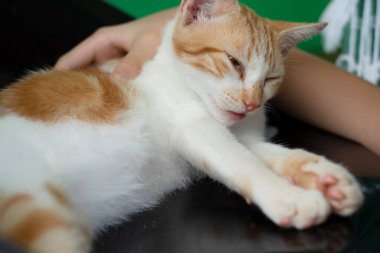 Güzel tekir kedi yavrusu, insanını okşamaktan zevk alıyor. Erkek eli kedi elini okşuyor, yakın plan. Evcil hayvanlar.