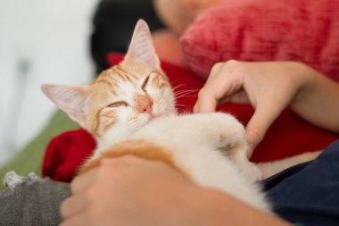 Güzel tekir kedi yavrusu, insanını okşamaktan zevk alıyor. Erkek eli kedi elini okşuyor, yakın plan. Evcil hayvanlar.