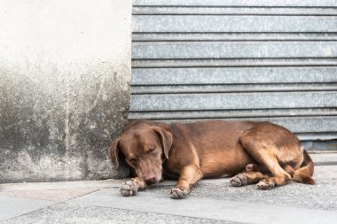 Kahverengi renkli bir köpek sokakta bir kaldırımda uyuyor. Terk edilmiş ve aç bir köpek. Pelourinho, Brezilya.