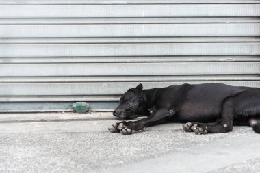 Sokakta kaldırımda uyuyan siyah bir köpek. Terk edilmiş ve aç bir köpek. Pelourinho, Brezilya.